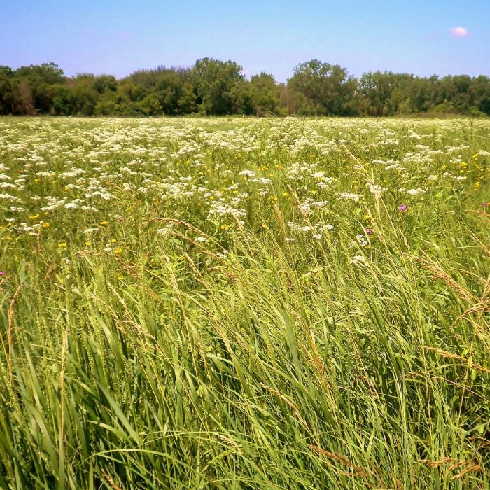 Die einprägsame Prärie von Illinois erinnert an unsere mitteleuropäische Flora